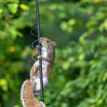 Load image into Gallery viewer, Squirrels Trouble